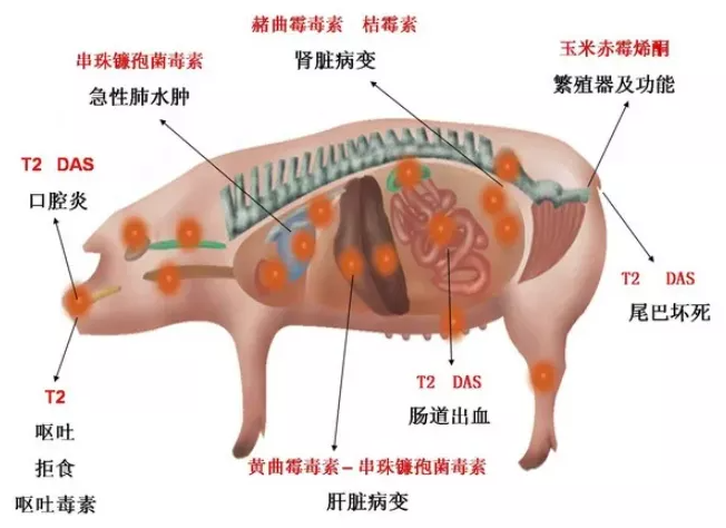 豬霉菌毒素中毒