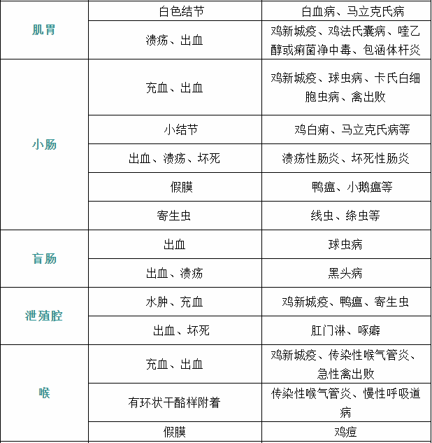 家禽疾病癥狀7