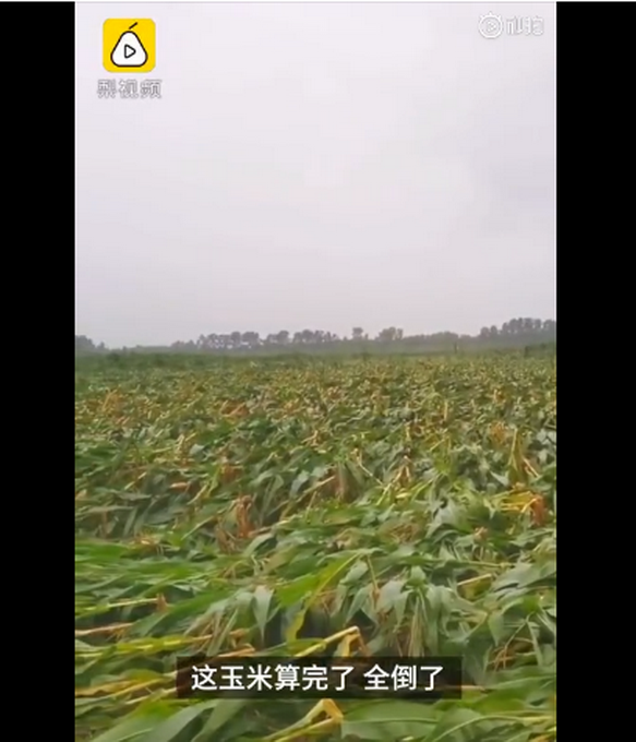 臺風“美莎克”致吉林玉米大面積倒伏，像棉被一樣鋪在地上，減產已成定局